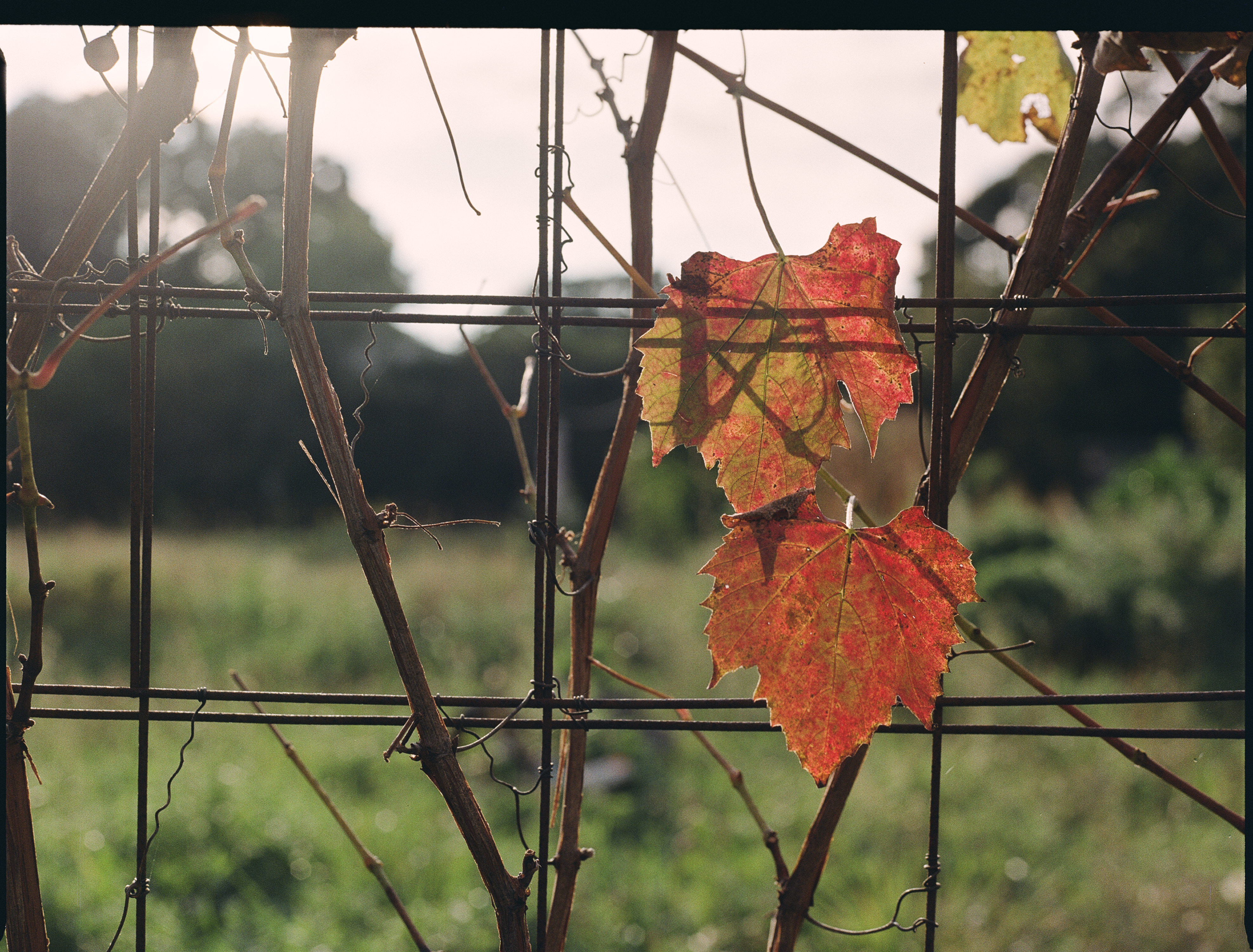 Through the Grape Vines